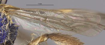 Media type: image;   Entomology 32617 Aspect: Wing hind